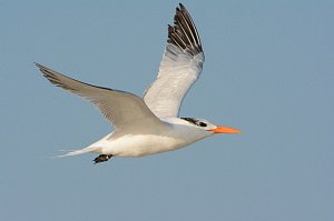 Tern, Royal, 2013-10298244 Chincoteague NWR, VA